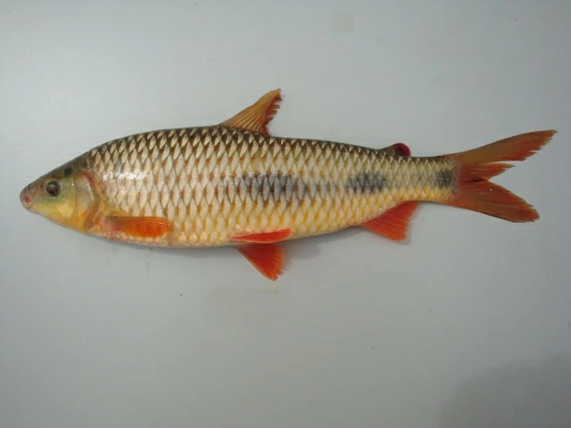 características do peixe piau-vermelho