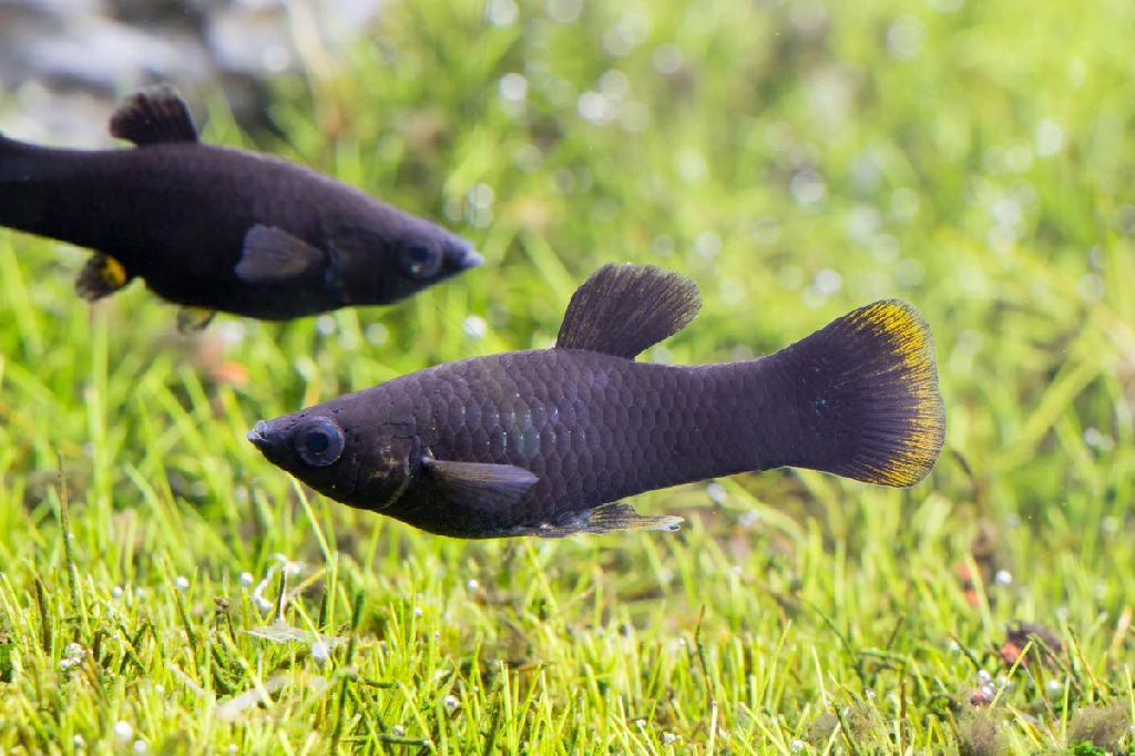 características do peixe platy preto