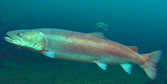 características do peixe salmao-do-danubio