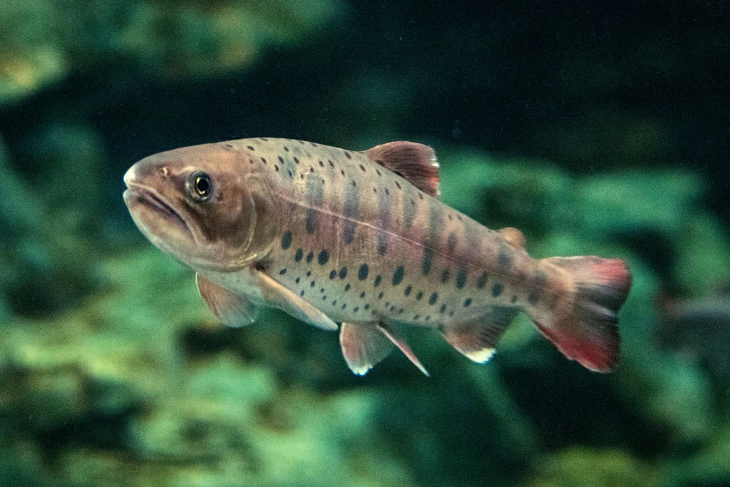 características do peixe salmao masu