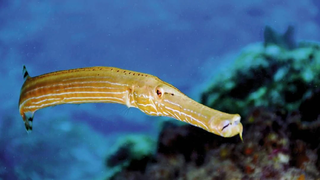 características do peixe-trombeta-caribenho