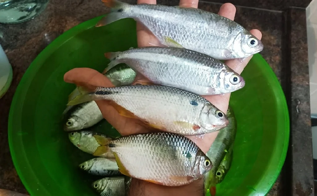 ceva para a pesca de lambari-guacu