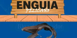 enguia pelicano