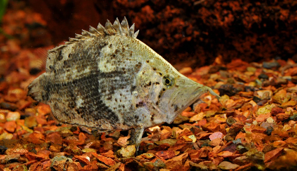 habitat do peixe-folha-da-amazonia