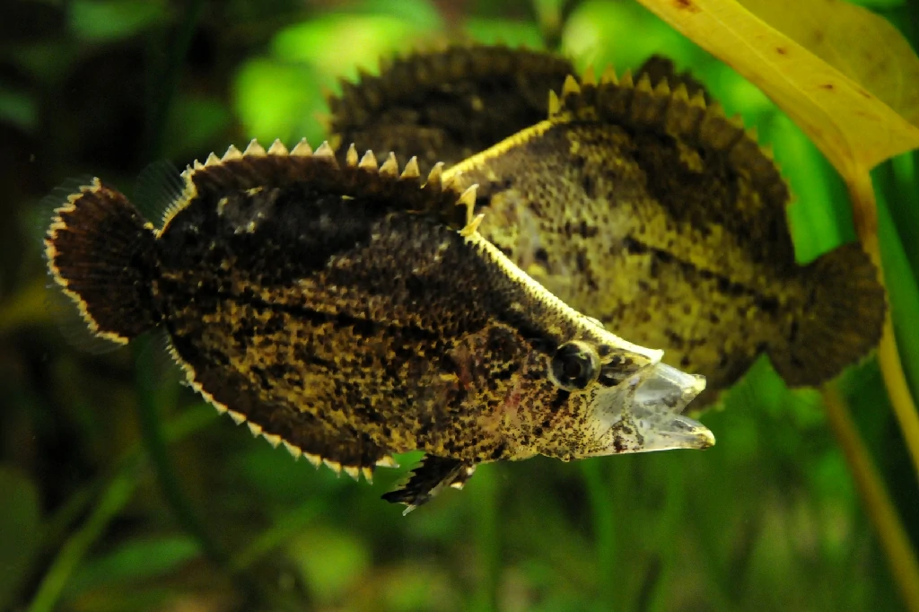 peixe-folha-da-amazonia 