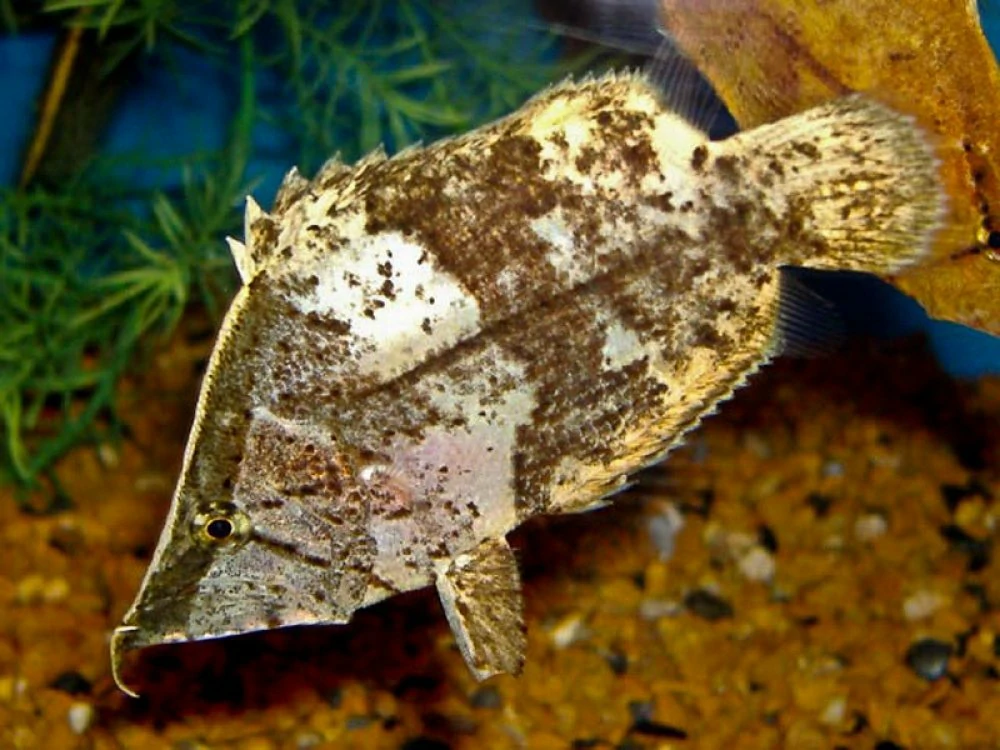 peixe-folha-da-amazonia