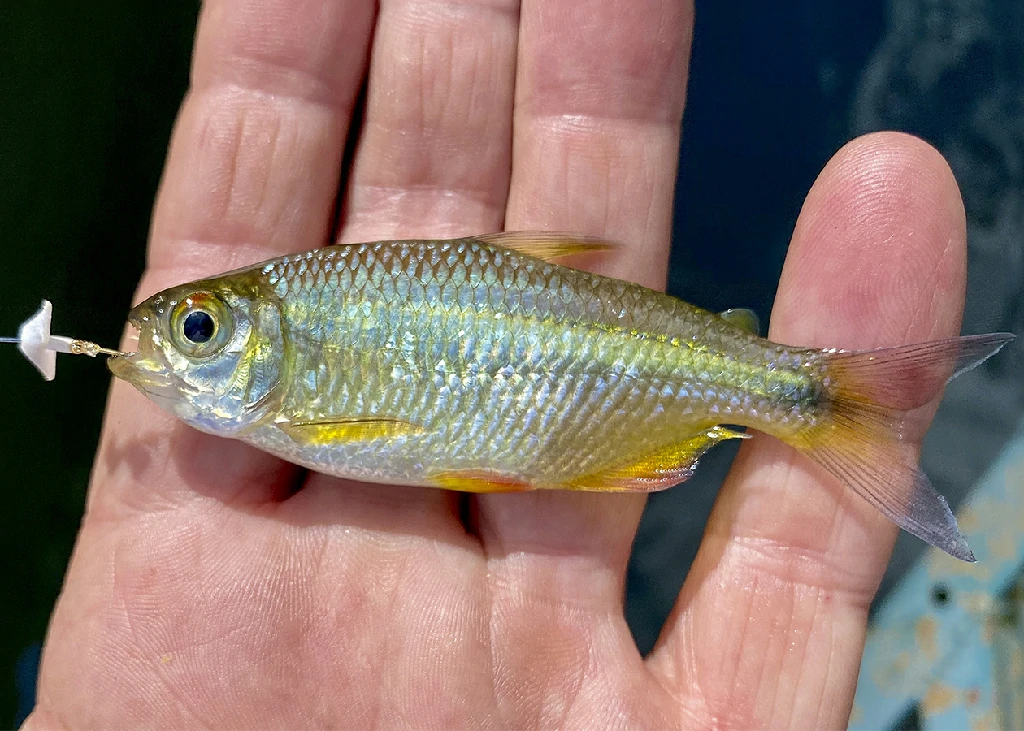 peixe lambari do rabo amarelo 