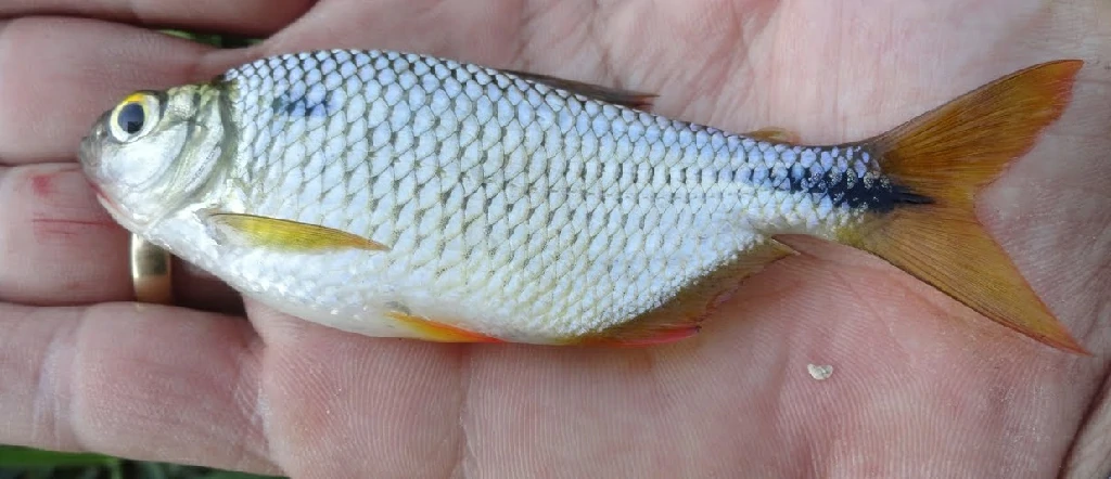 peixe lambari-guacu