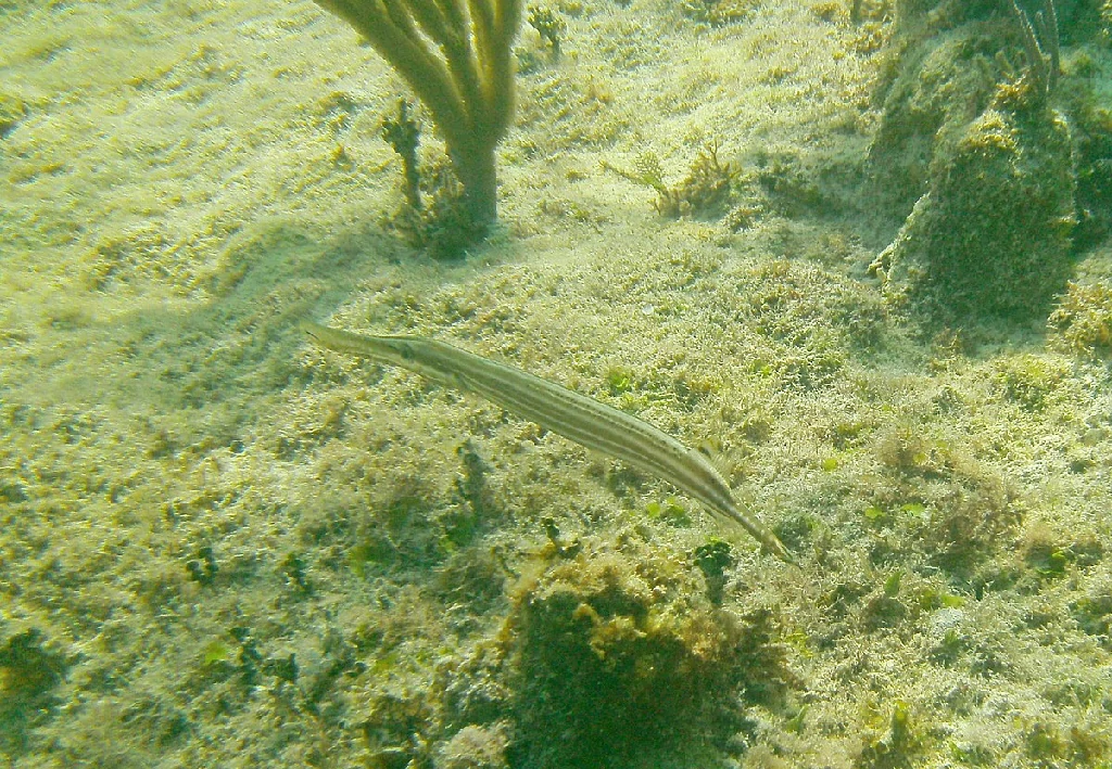 peixe-trombeta-caribenho