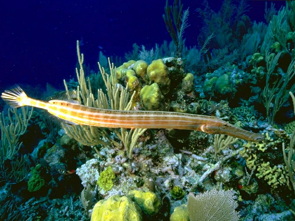 peixe-trombeta-caribenho