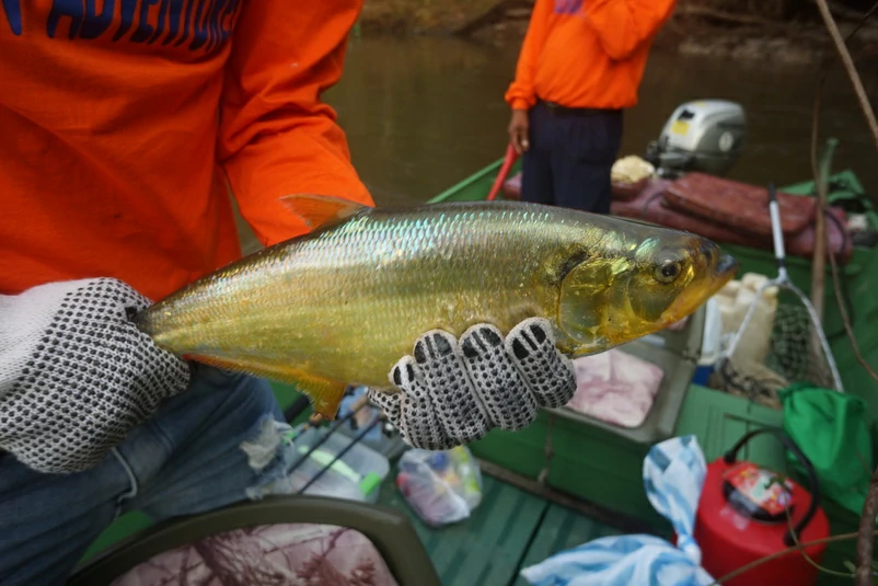 pesca do peixe apapa-amarelo