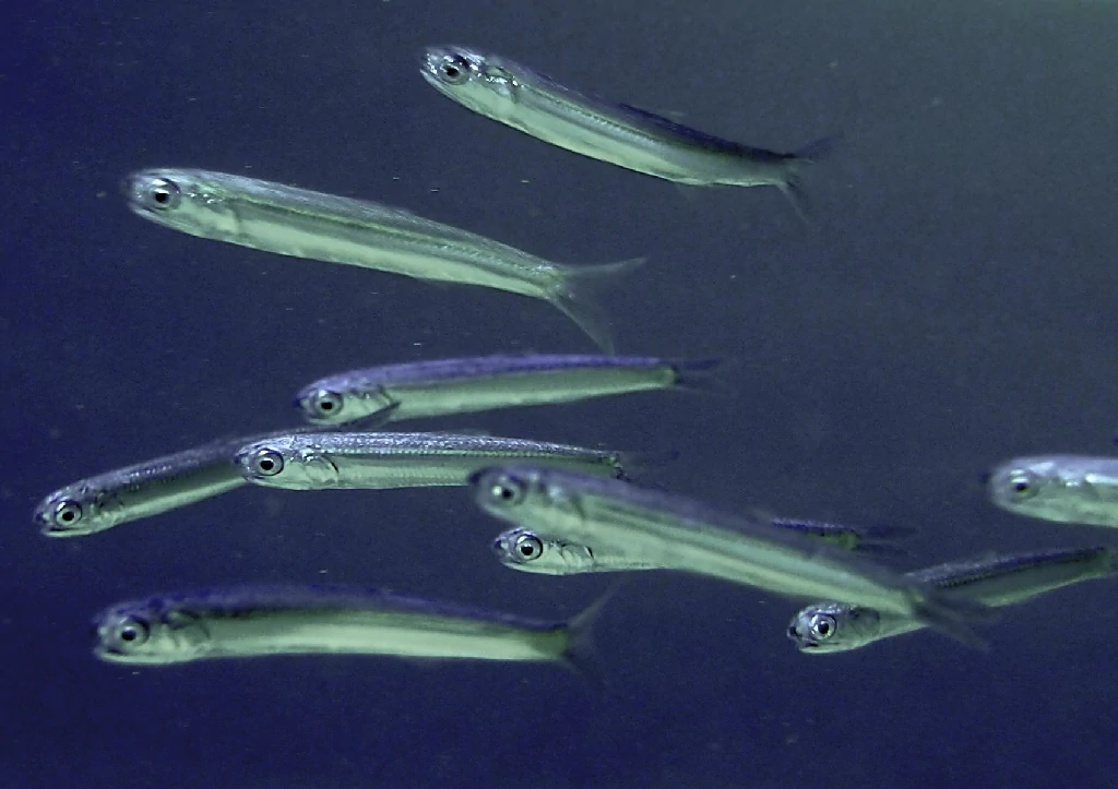 reproducao do peixe anchoveta peruana