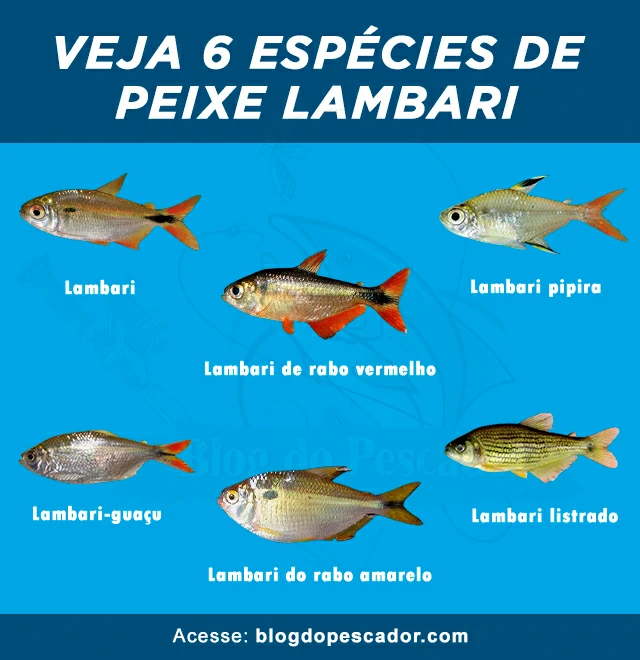 tipos de peixe lambari