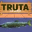 truta de lago
