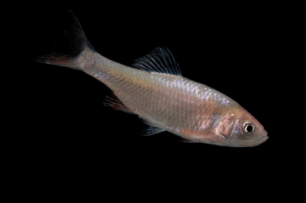 Barbo red shiner
