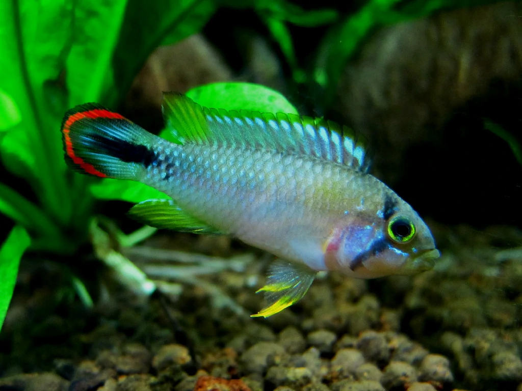 Caracteristicas do peixe Apisto panduro 