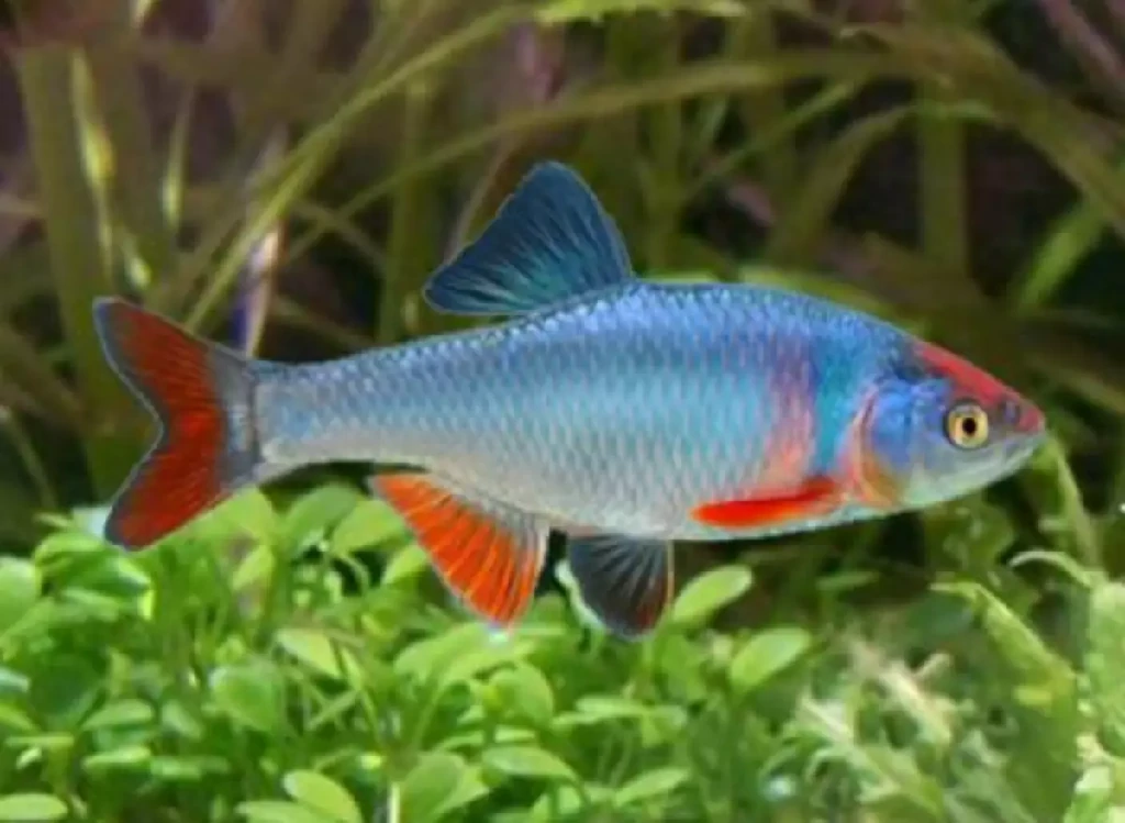 Caracteristicas do peixe Barbo red shiner