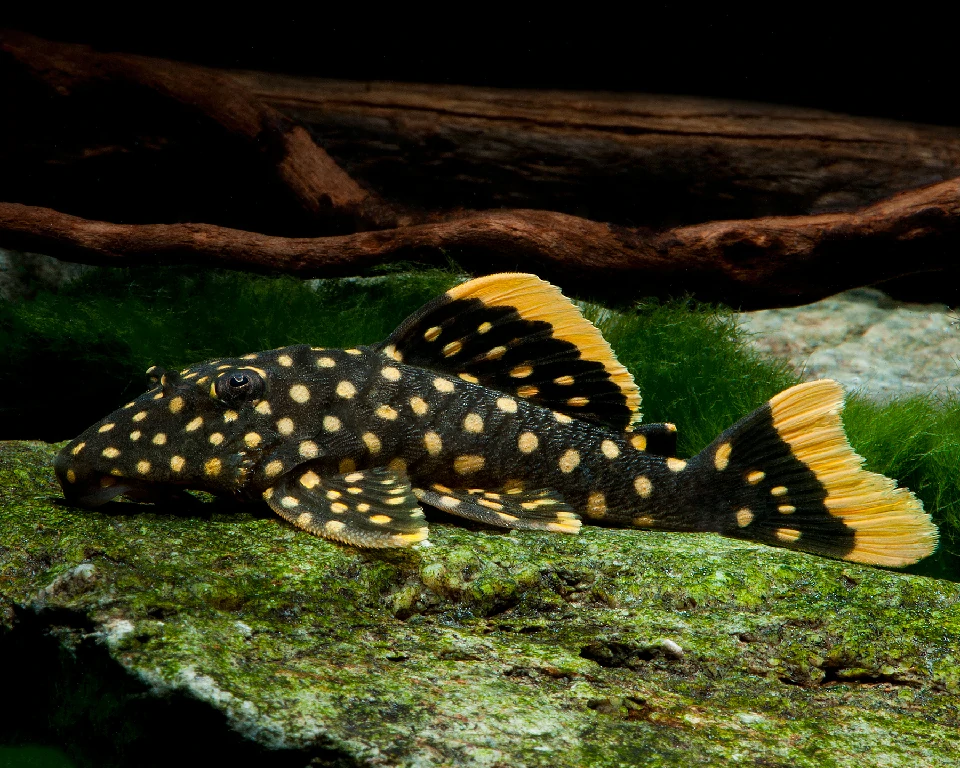 Caracteristicas do peixe cascudo pepita de ouro