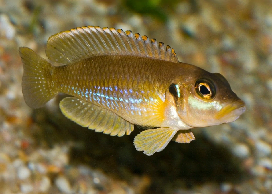 Caracteristicas do peixe lamprologus ocelado