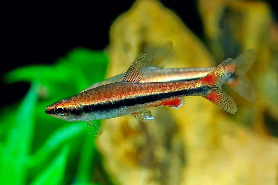 Caracteristicas do peixe lapis dourado