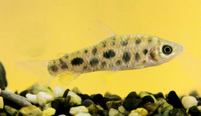 Caracteristicas do peixe leporinus manchado