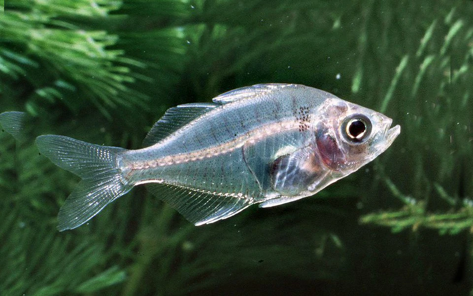 Caracteristicas do peixe vidro indiano