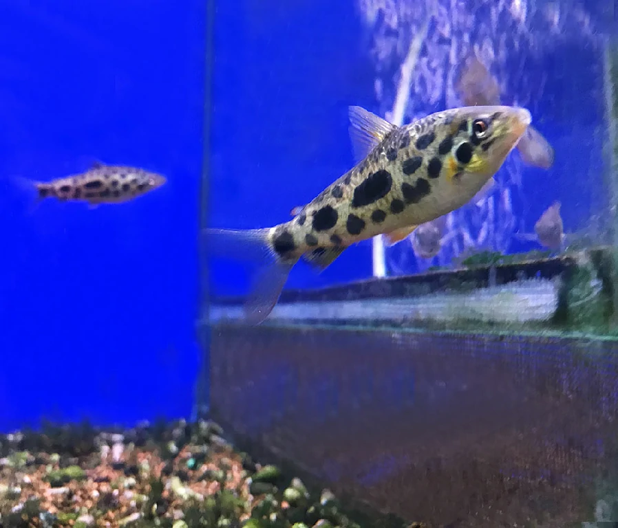 Habitat do peixe leporinus manchado