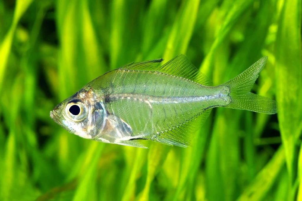 Habitat do peixe vidro indiano