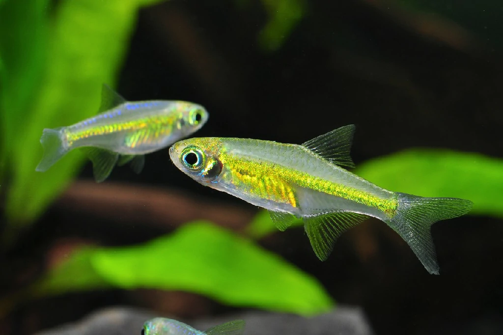 Onde encontrar o peixe rasbora neon verde
