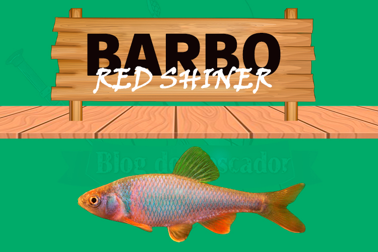 barbo red shiner