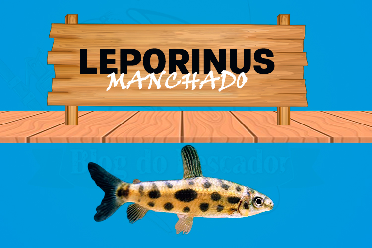 leporinus manchado