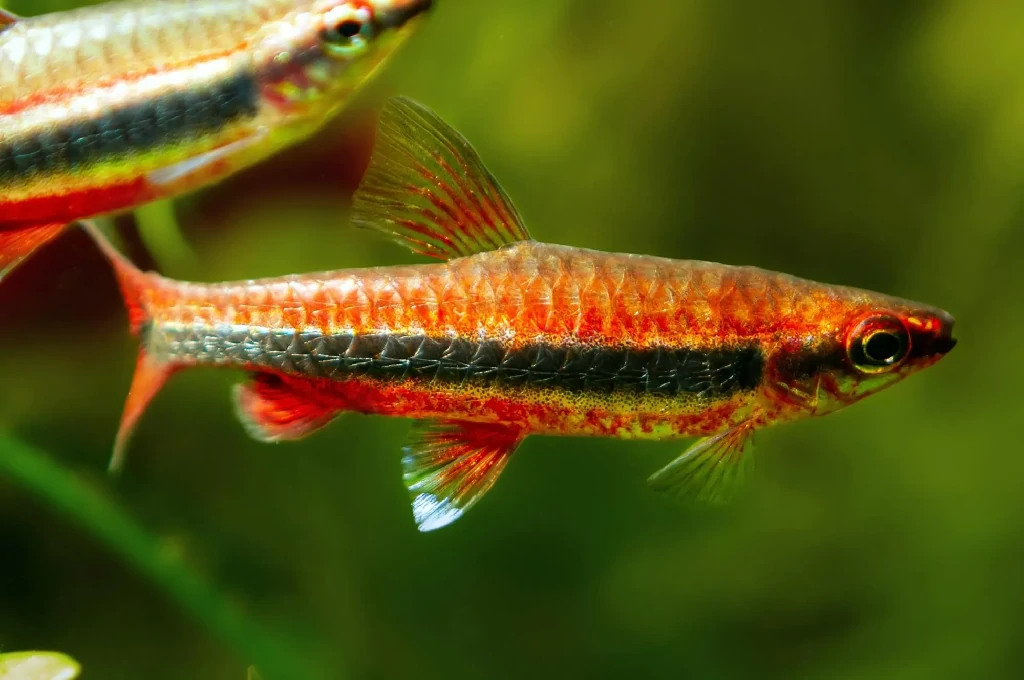 peixe lapis dourado