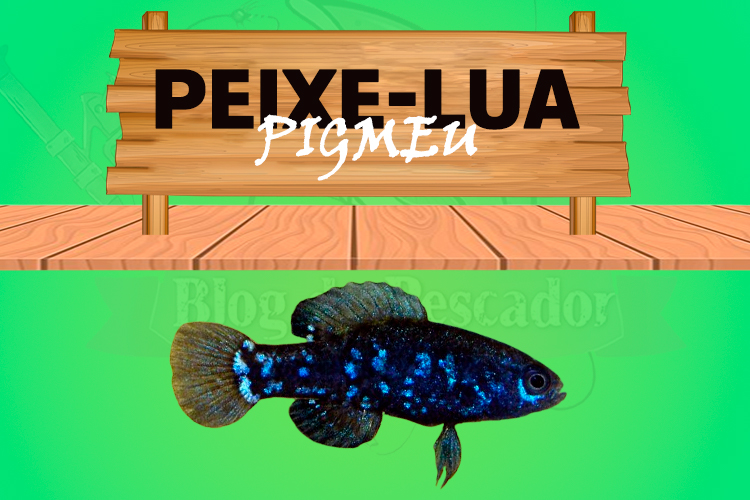 peixe lua pigmeu