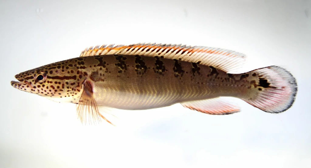 Caracteristicas do peixe Jacunda Acu