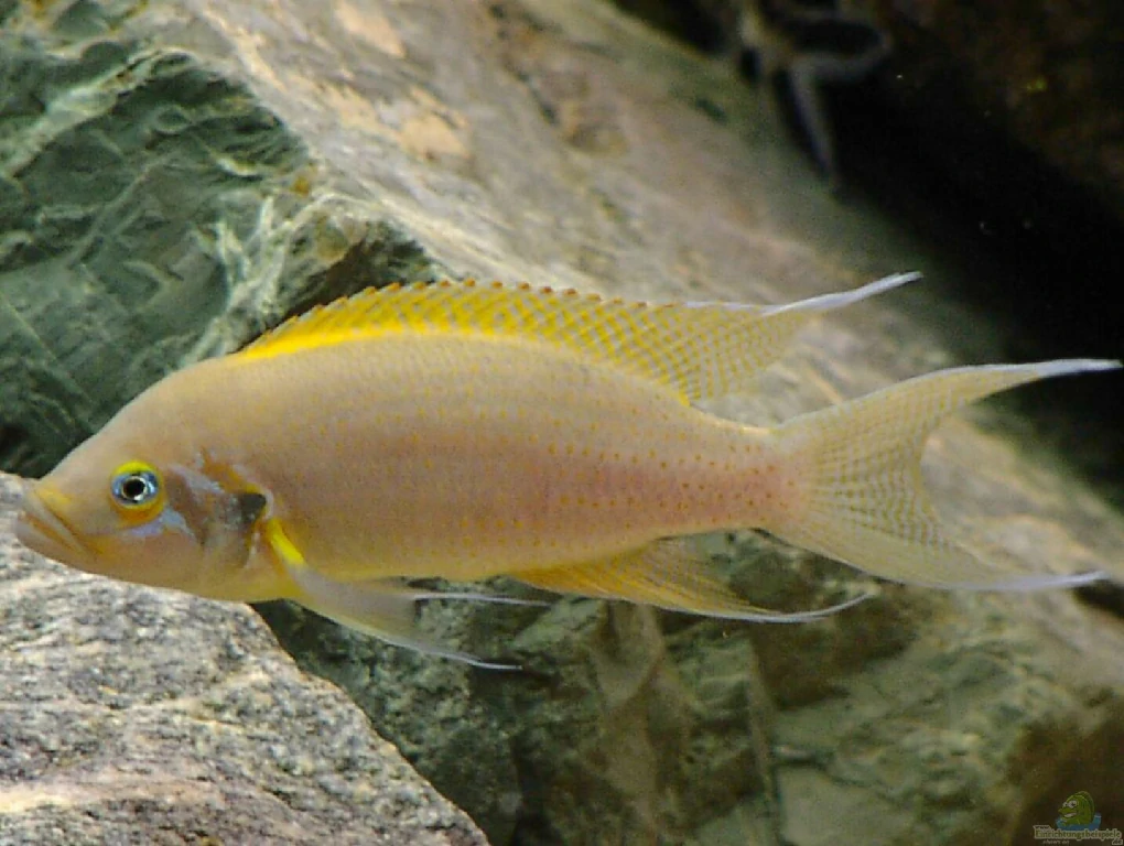 Caracteristicas do peixe Neolamprologus pulcher