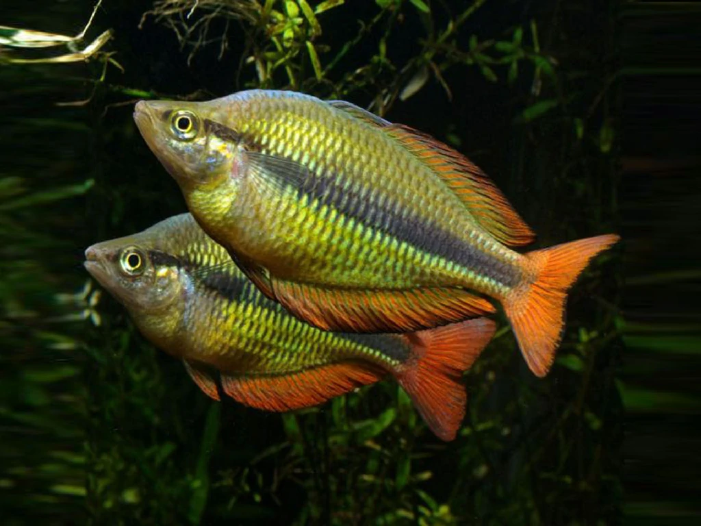 Caracteristicas do peixe arco-iris trifasciata