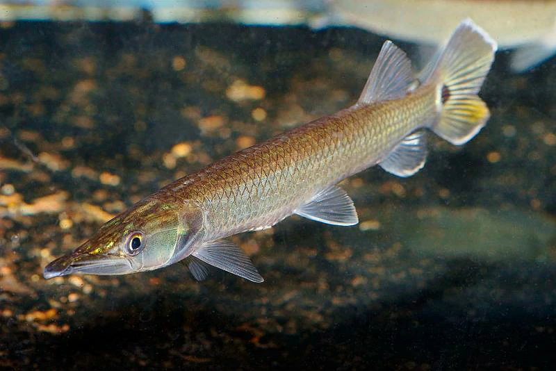 Caracteristicas do peixe bicuda