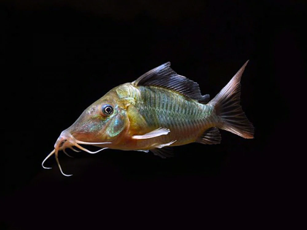 Caracteristicas do peixe brochis