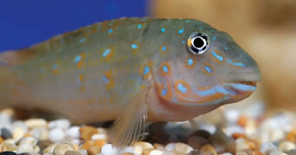 Caracteristicas do peixe ciclideo goby azul