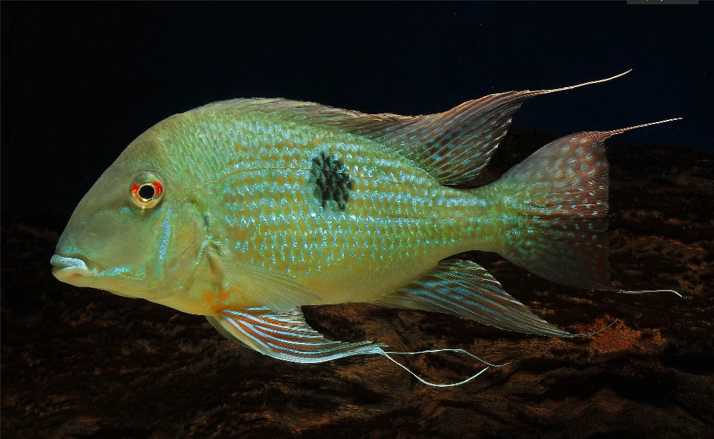 Caracteristicas do peixe papa-terra do suriname