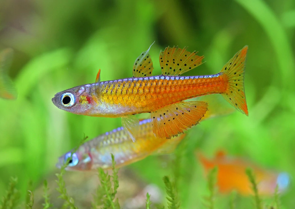 Caracteristicas do peixe red neon