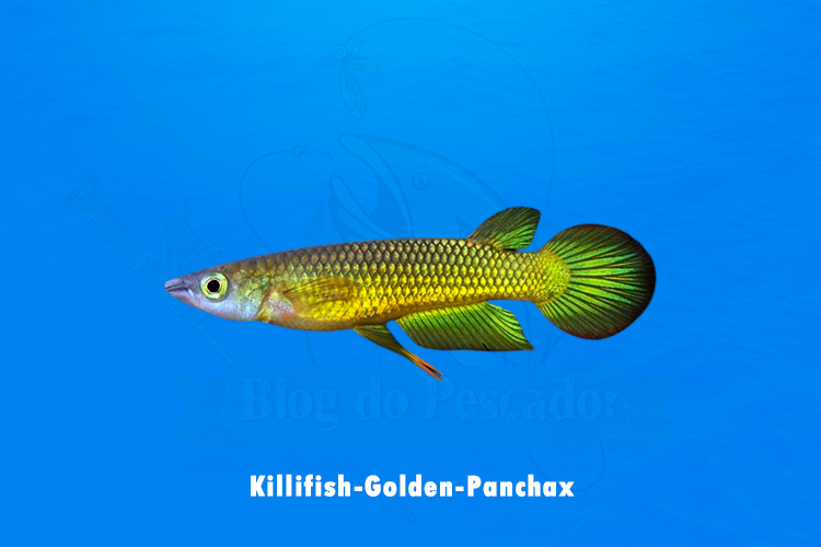Killifish-Golden-Panchax