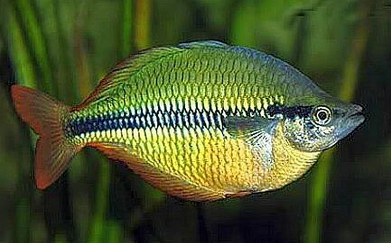 Onde encontrar o peixe arco-iris trifasciata
