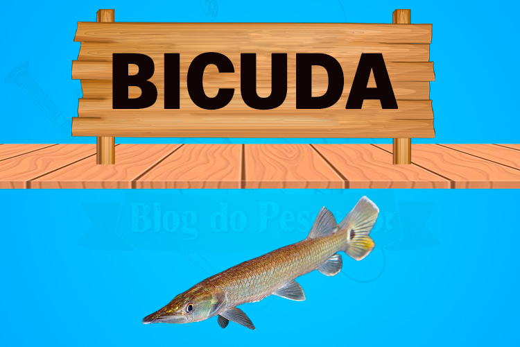 bicuda