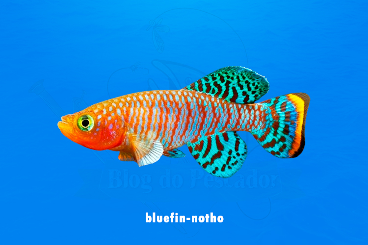 bluefin-notho
