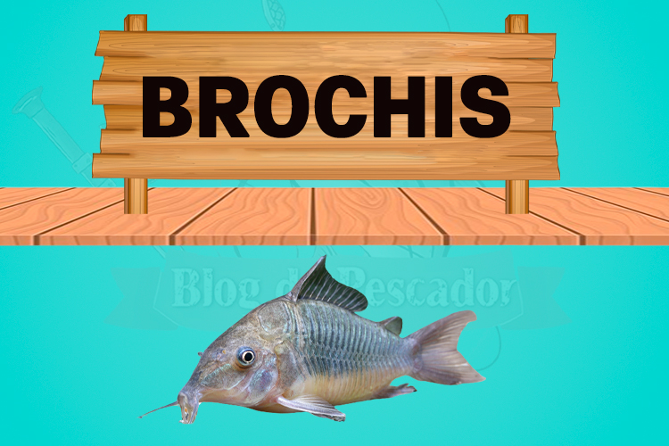 brochis
