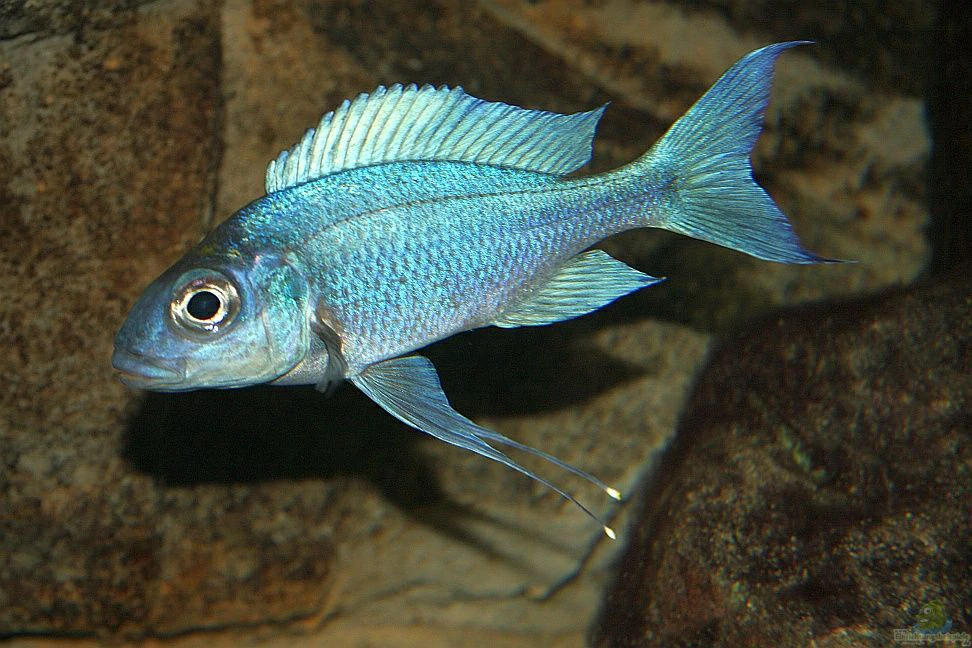 caracteristicas do peixe kambwimba 