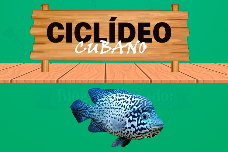 ciclideo cubano
