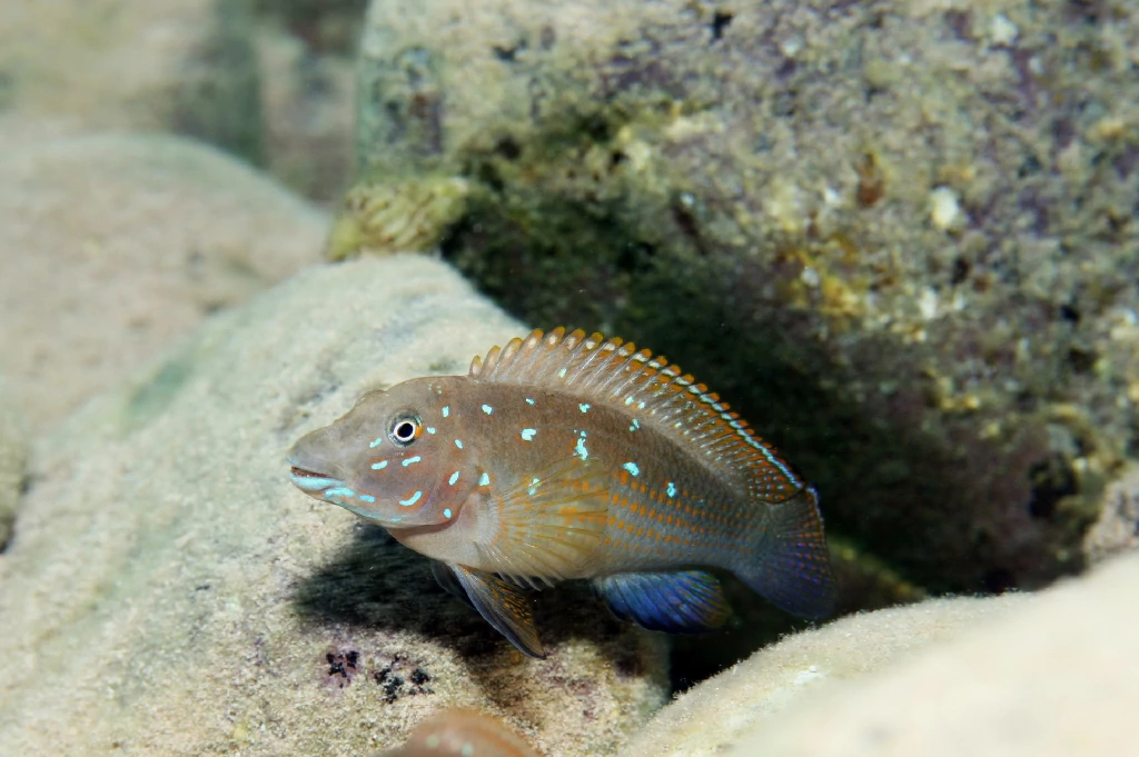 ciclideo goby azul 