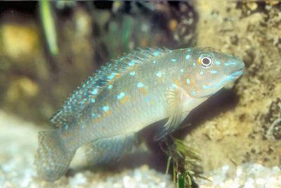 ciclideo goby azul 